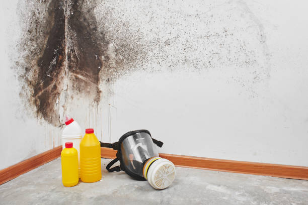 Best Black Mold Remediation in Cumberland, MD