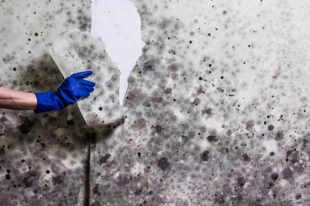 Cumberland, MD Mold Remediation Company